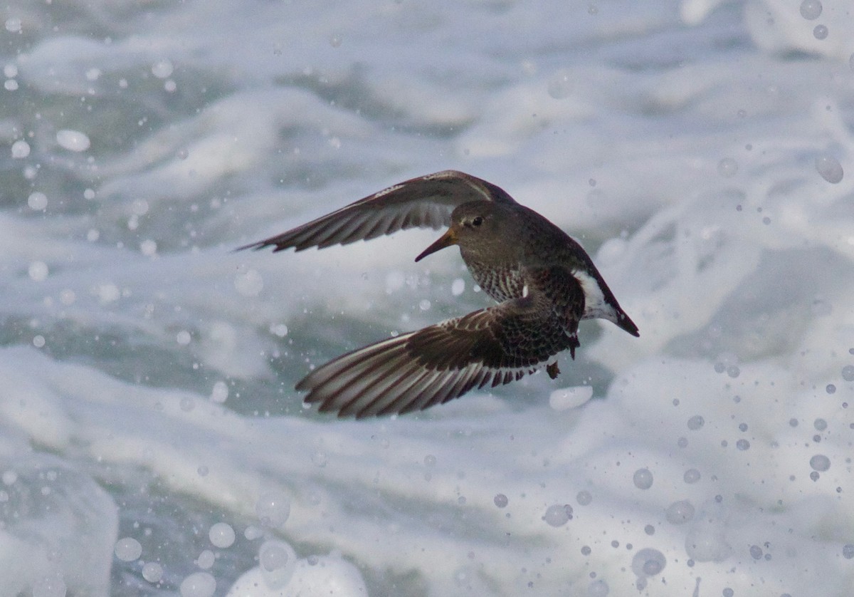 Rock Sandpiper - ML612854976