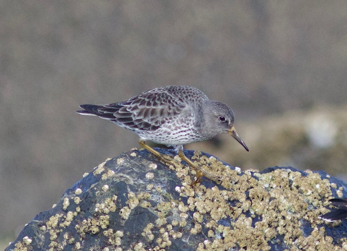 Rock Sandpiper - ML612854977