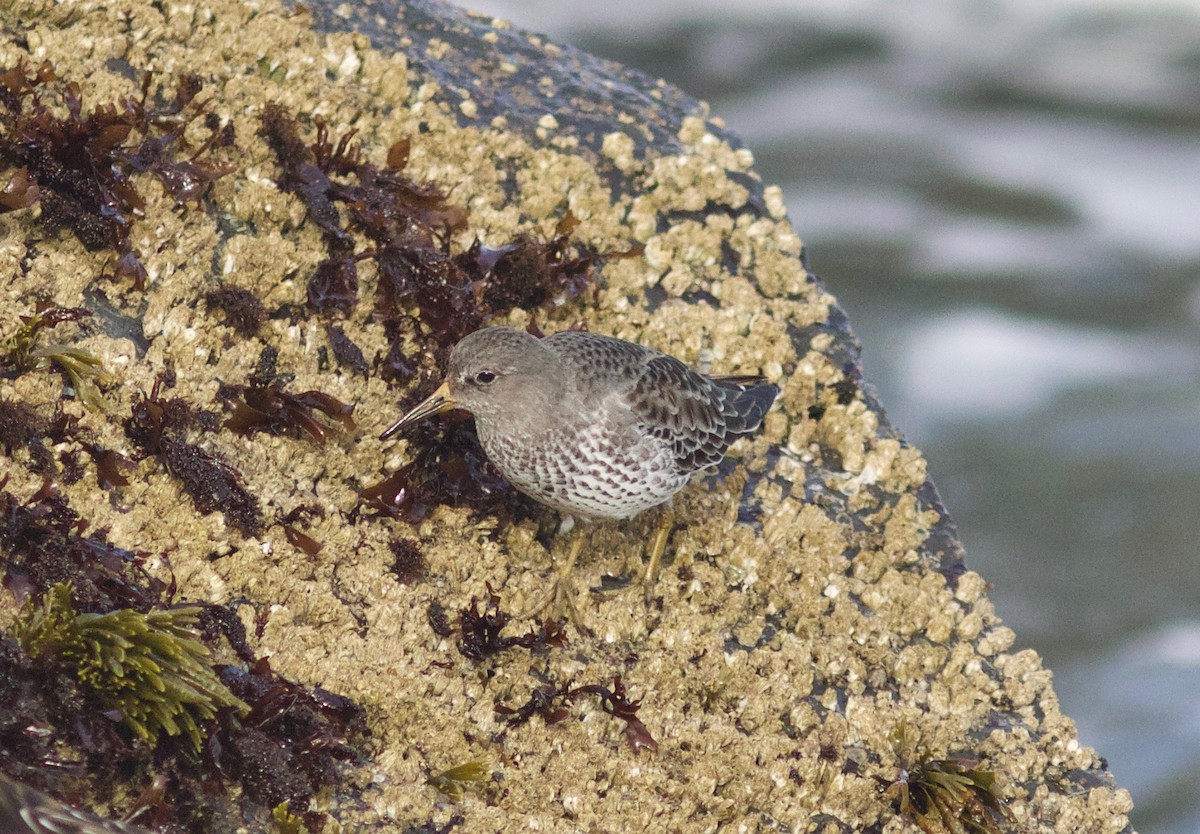 Rock Sandpiper - ML612854978