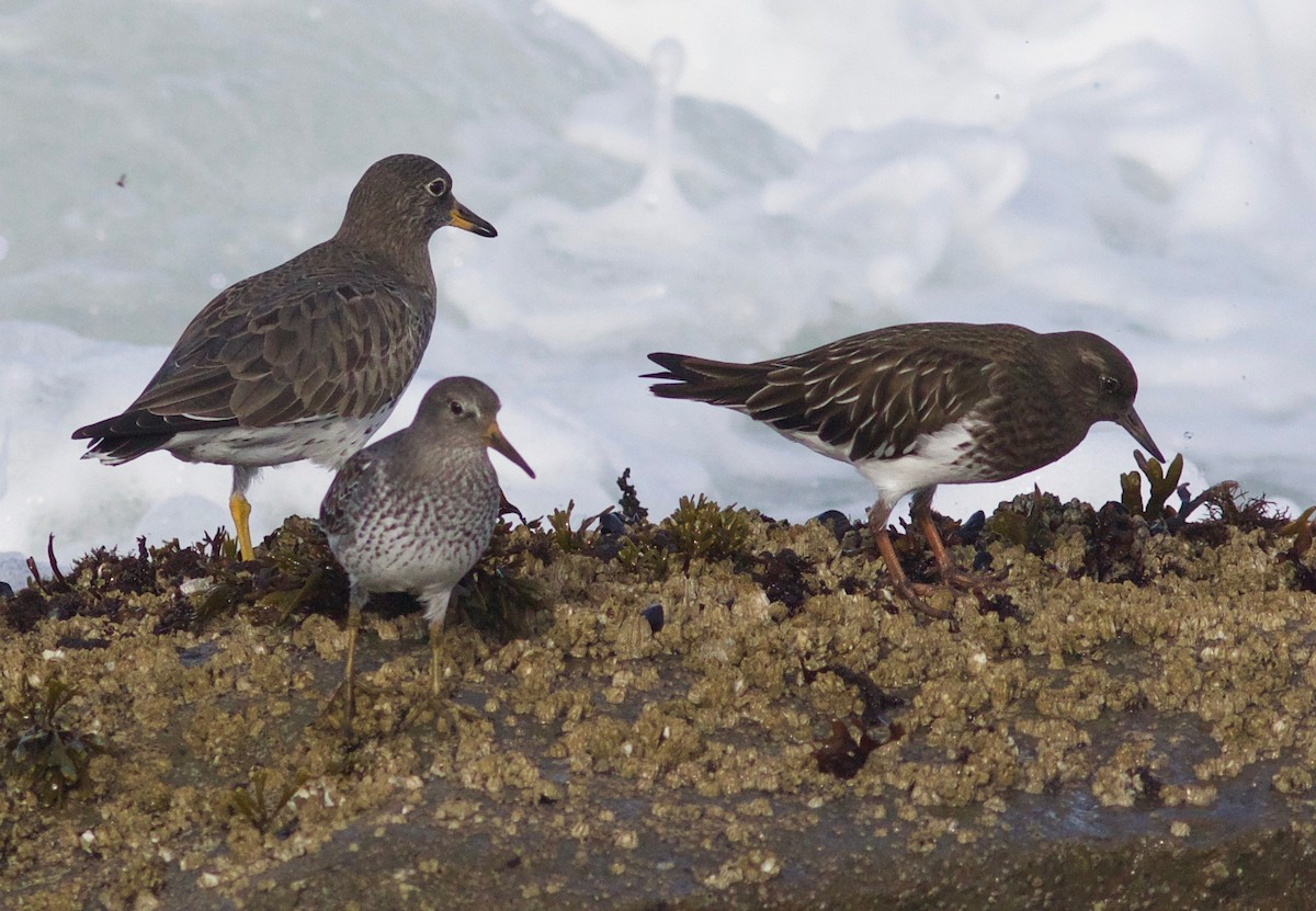 Rock Sandpiper - ML612854979