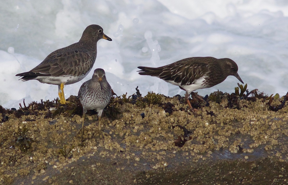 Rock Sandpiper - ML612854980