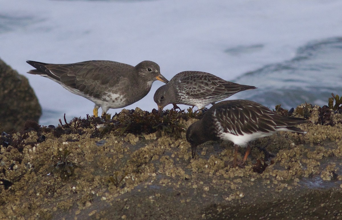 Rock Sandpiper - ML612854981