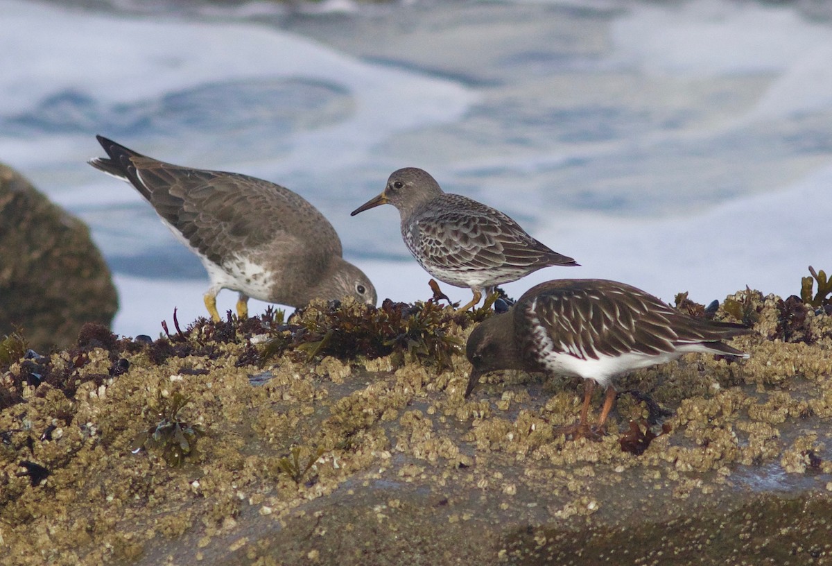 Rock Sandpiper - ML612854982