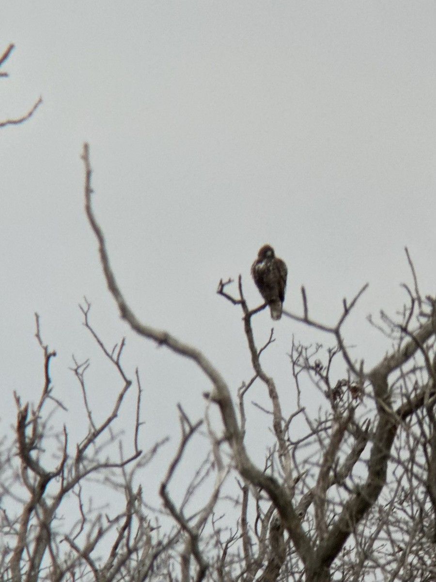 Red-tailed Hawk (Harlan's) - ML612854988