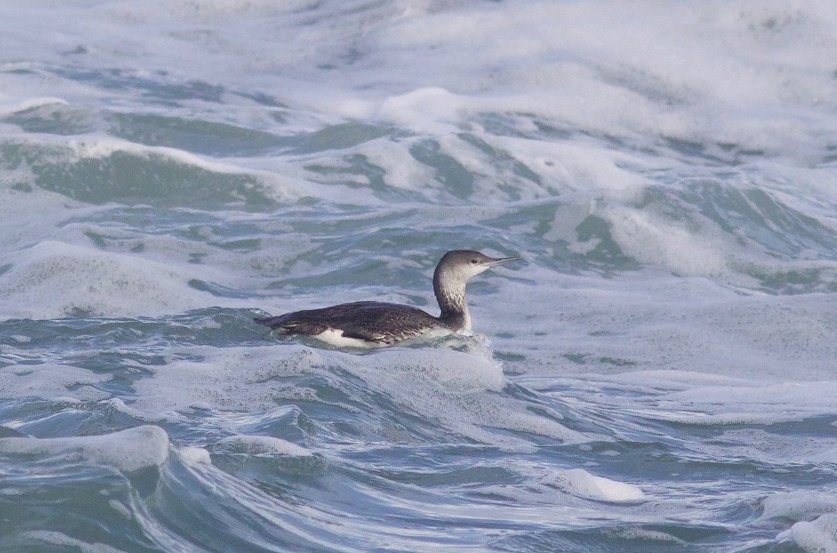 Red-throated Loon - ML612854998