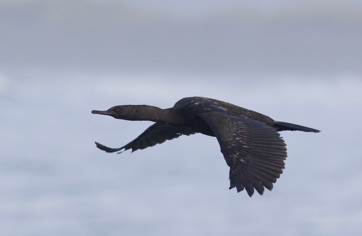 Pelagic Cormorant - ML612855013