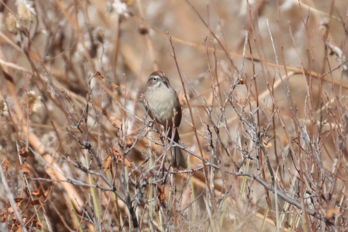 Rufous-crowned Sparrow - ML612855055