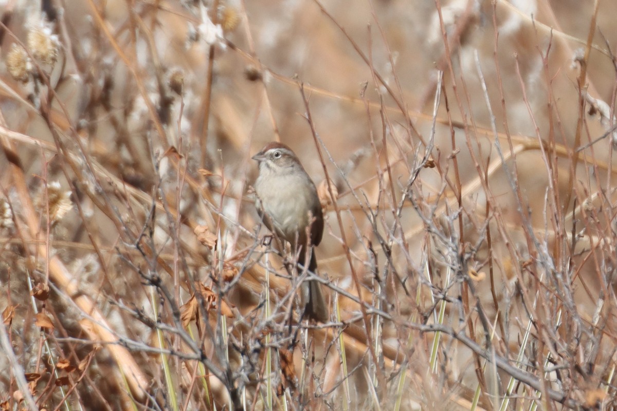 Rufous-crowned Sparrow - ML612855056