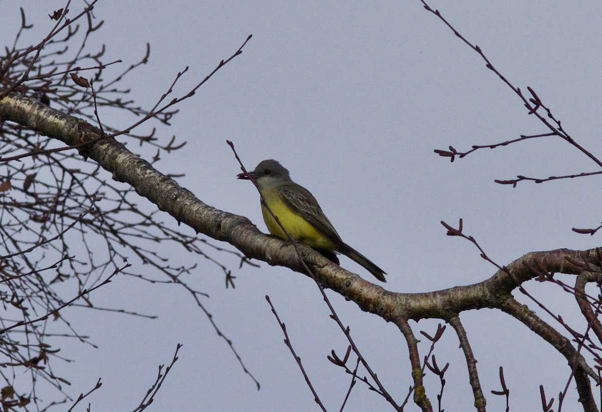 Tropical Kingbird - Nora Papian