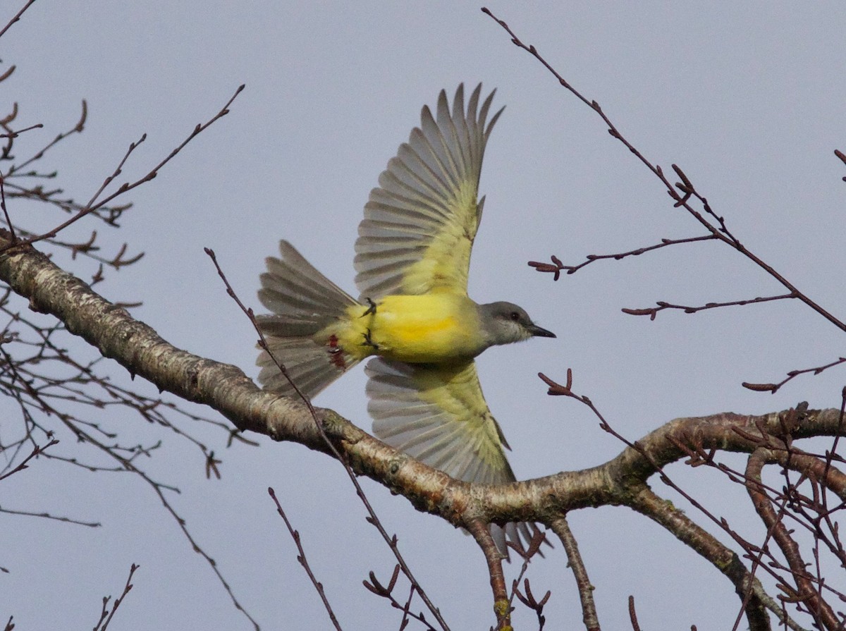 Tropical Kingbird - ML612855117