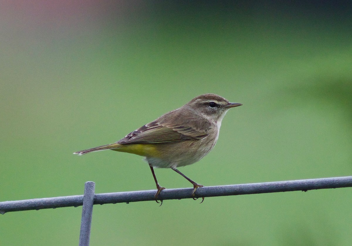 Palm Warbler (Western) - ML612855121