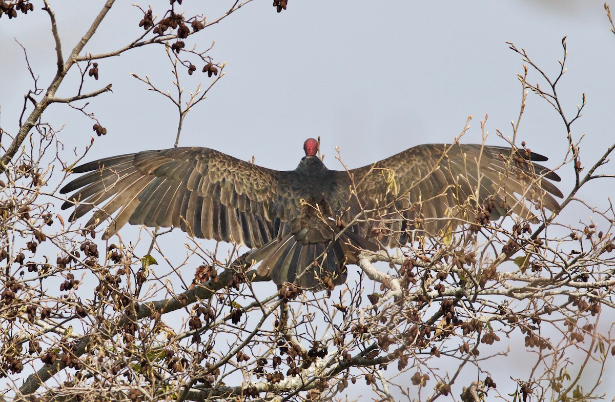 Turkey Vulture - ML612855154