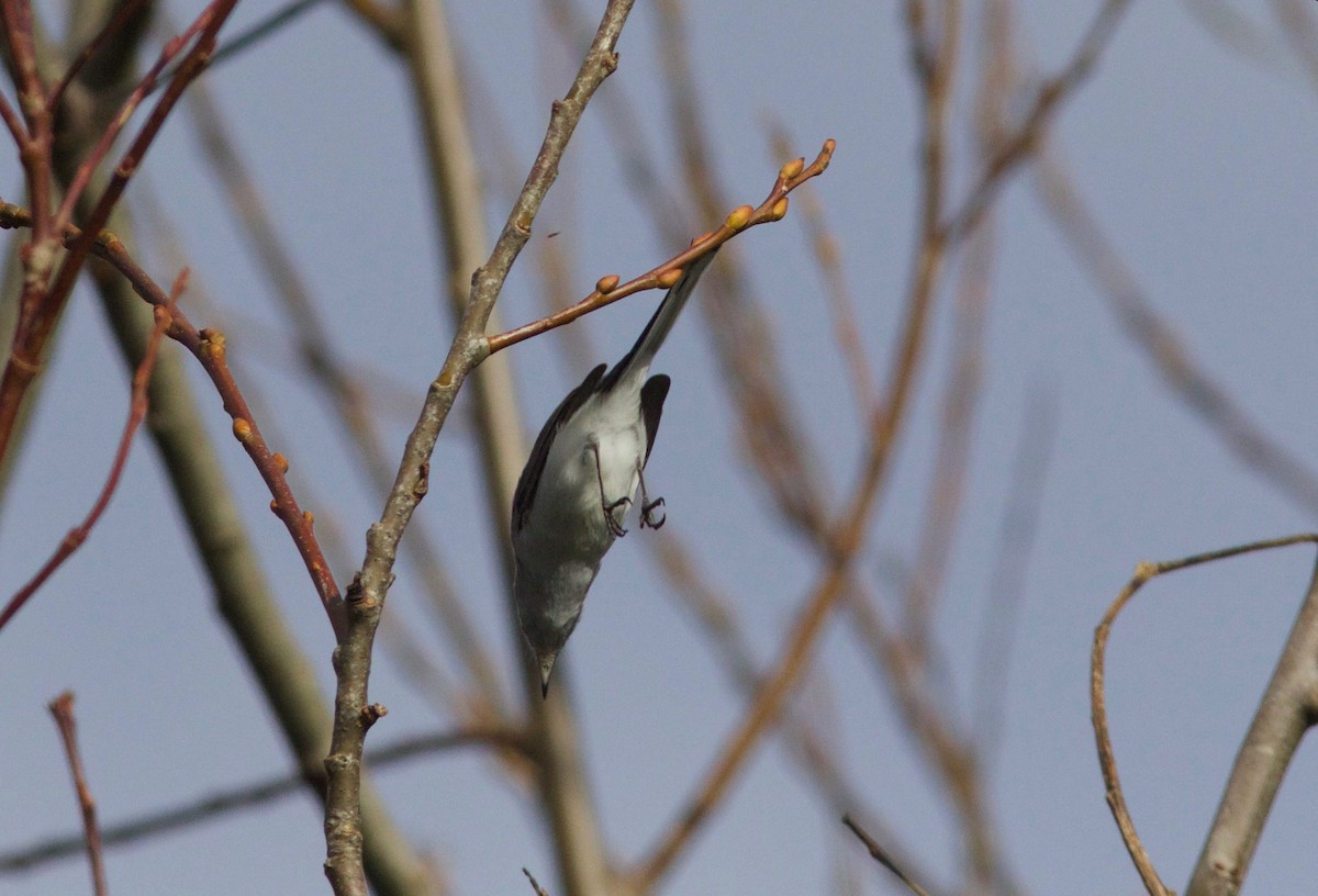 Blue-gray Gnatcatcher - ML612855164
