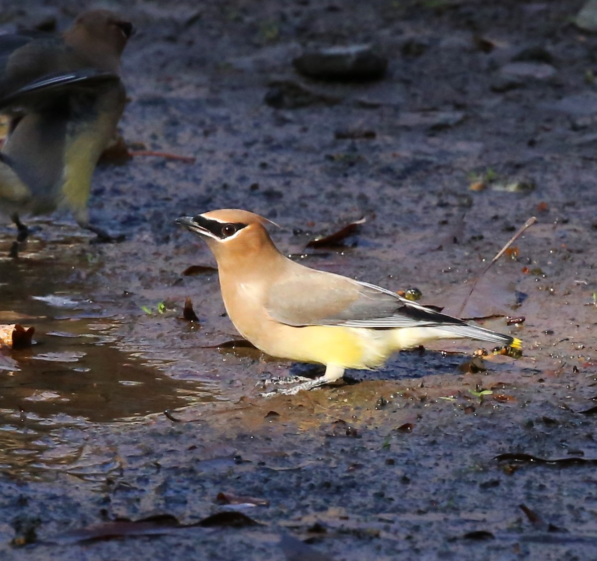 Cedar Waxwing - ML612855171