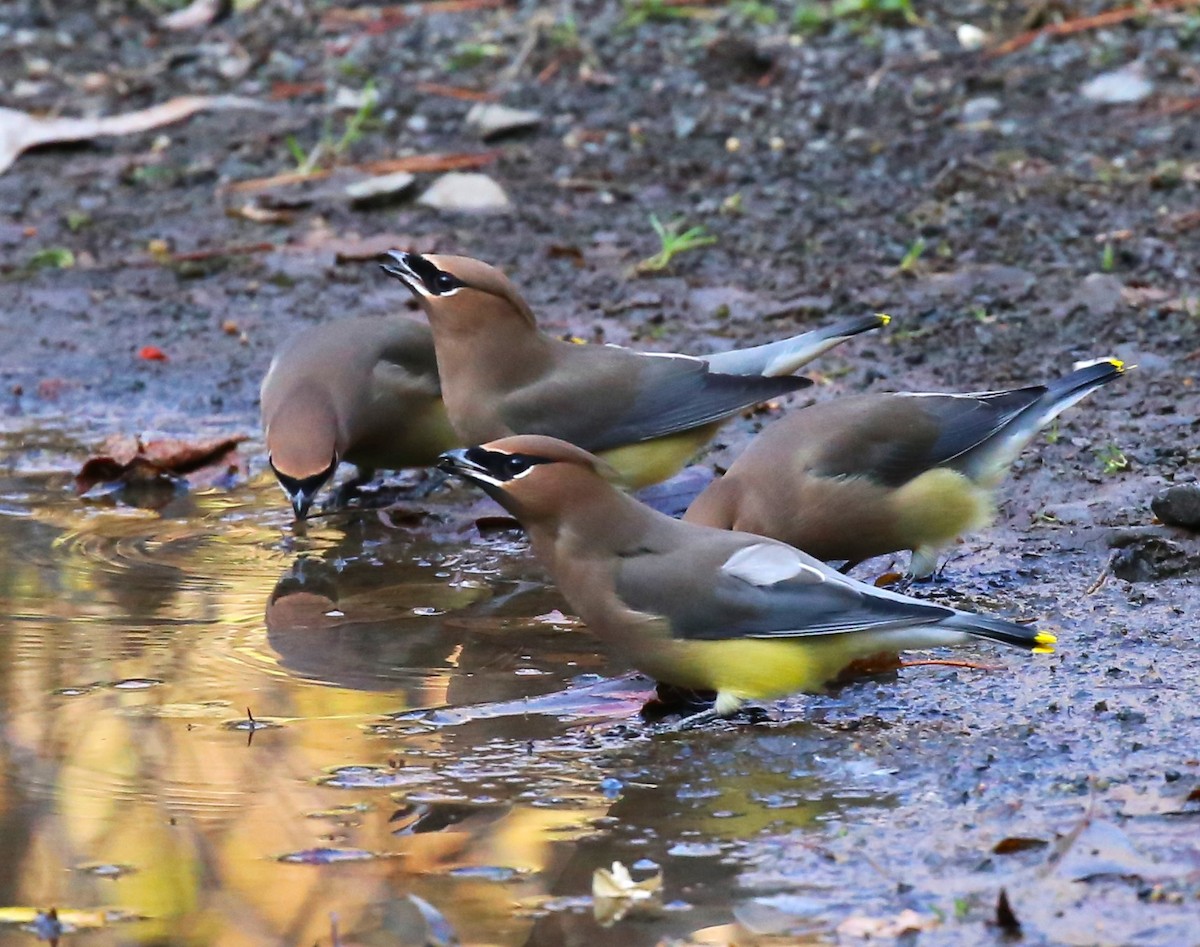 Cedar Waxwing - ML612855188