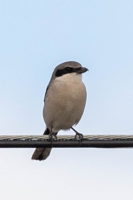 Loggerhead Shrike - ML612855192