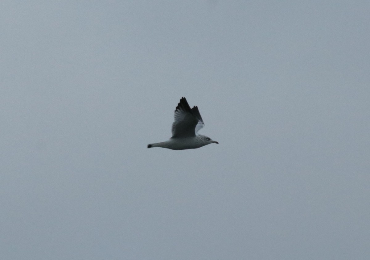 Ring-billed Gull - ML612855213