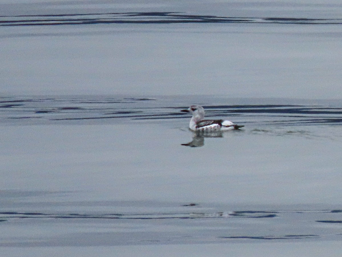 Guillemot à miroir - ML612855240