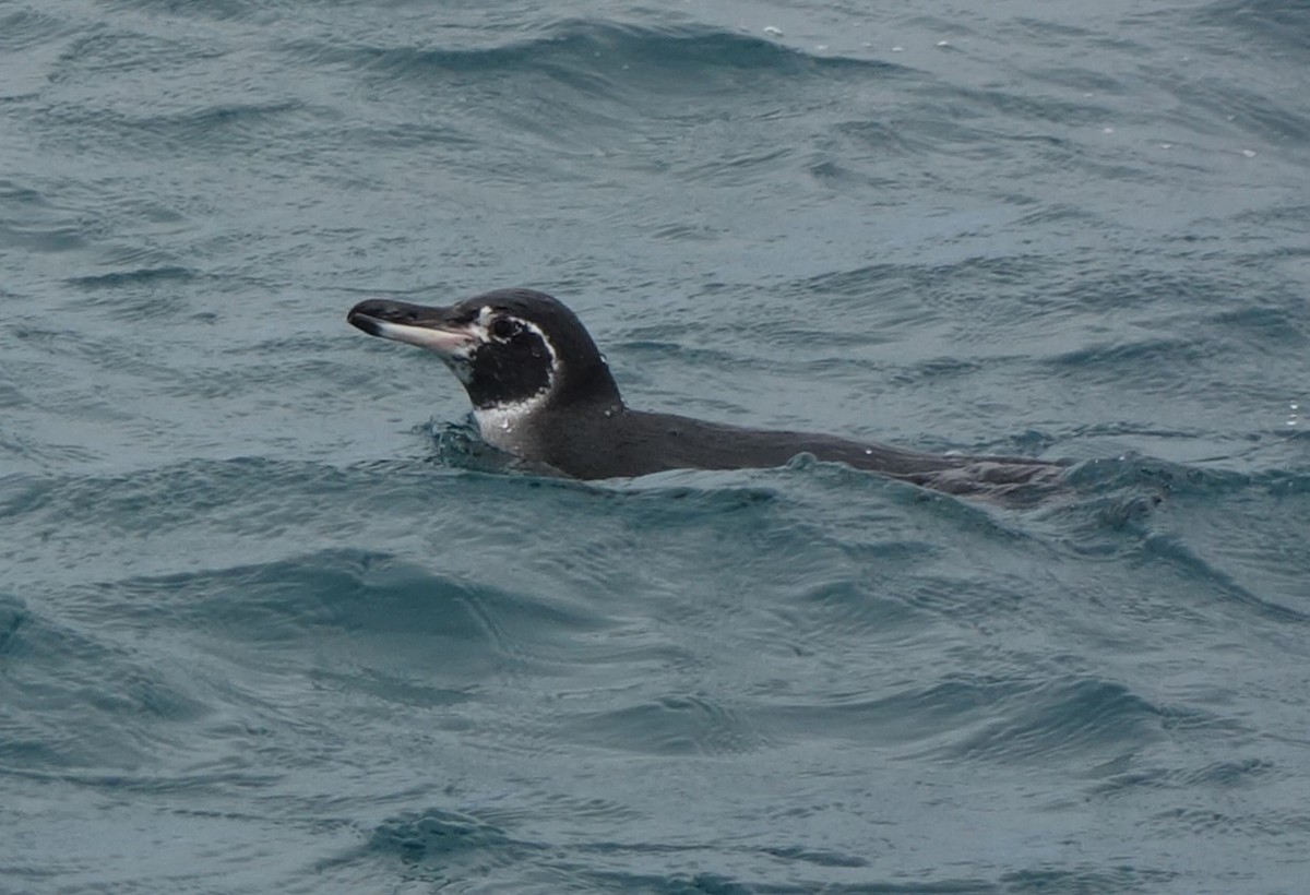 Galapagos Penguin - Warren Grody
