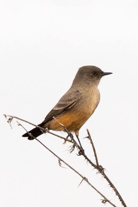 Say's Phoebe - ML612855259