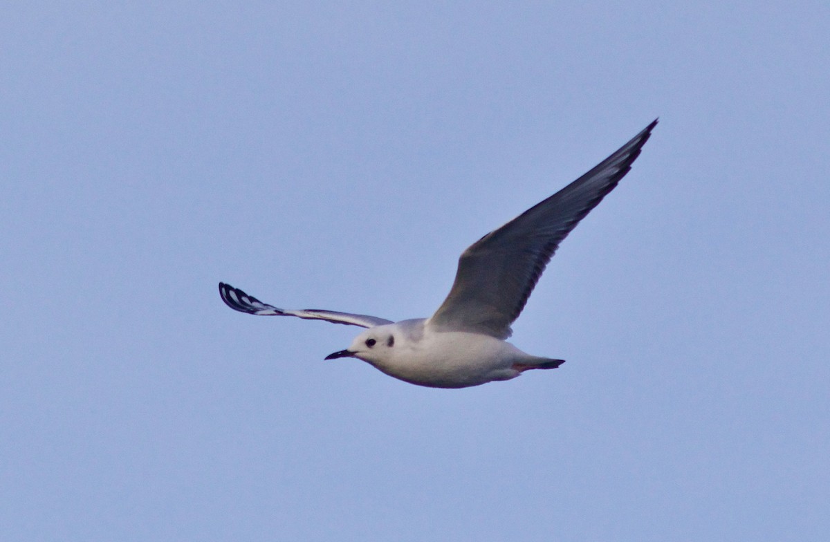 Bonaparte's Gull - ML612855304
