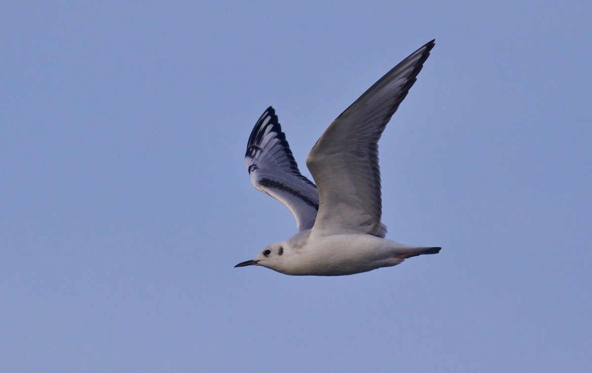 Bonaparte's Gull - ML612855305