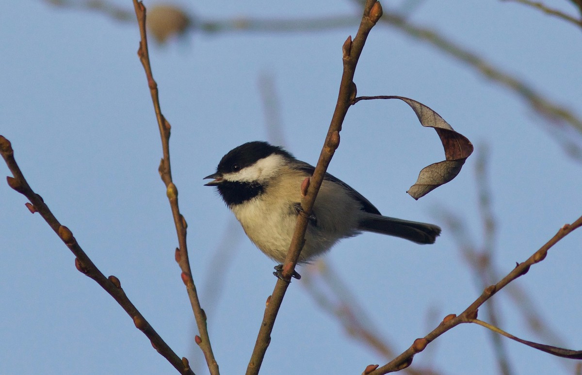 Black-capped Chickadee - ML612855315