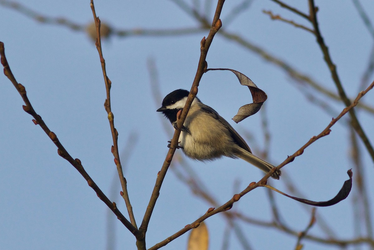 Black-capped Chickadee - ML612855316