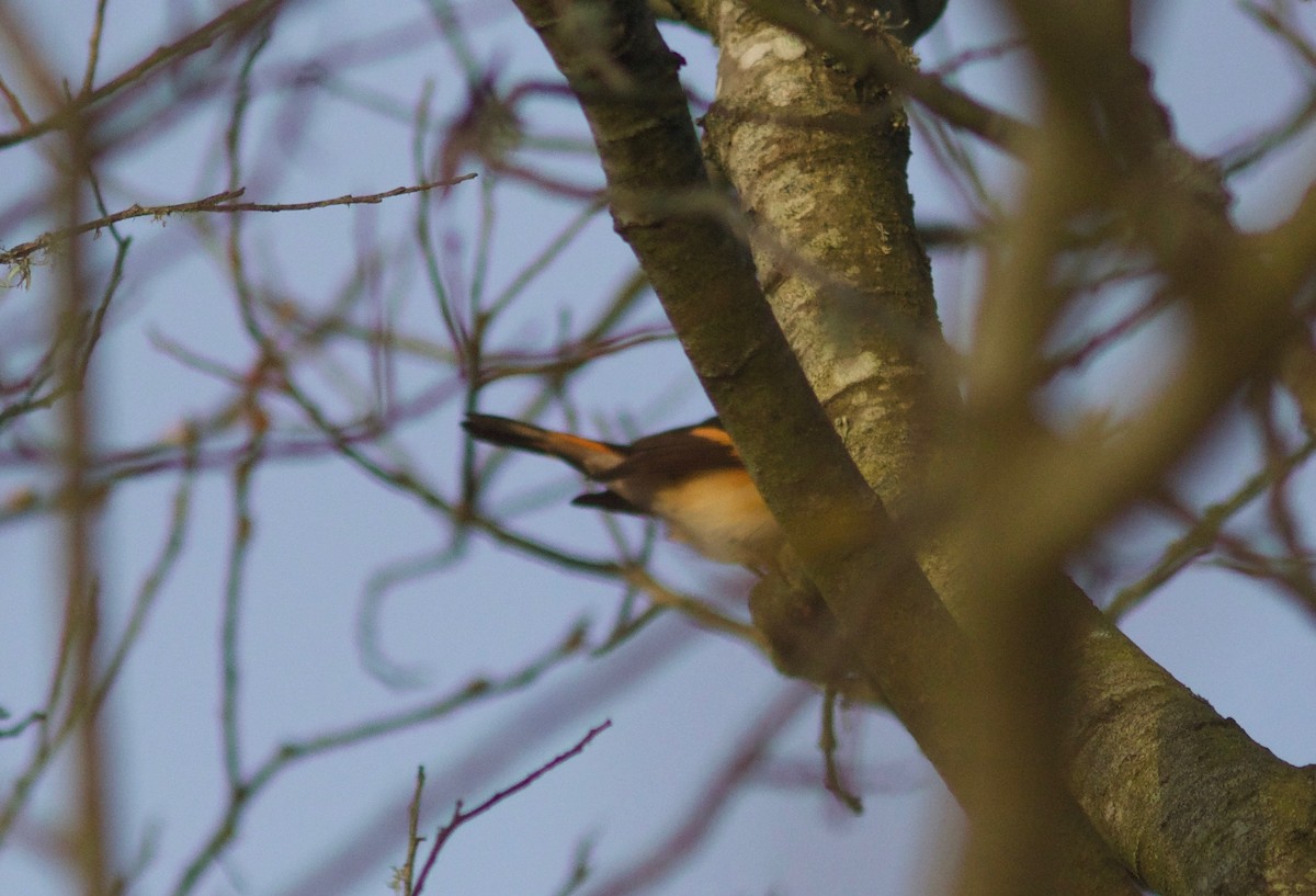 American Redstart - ML612855319