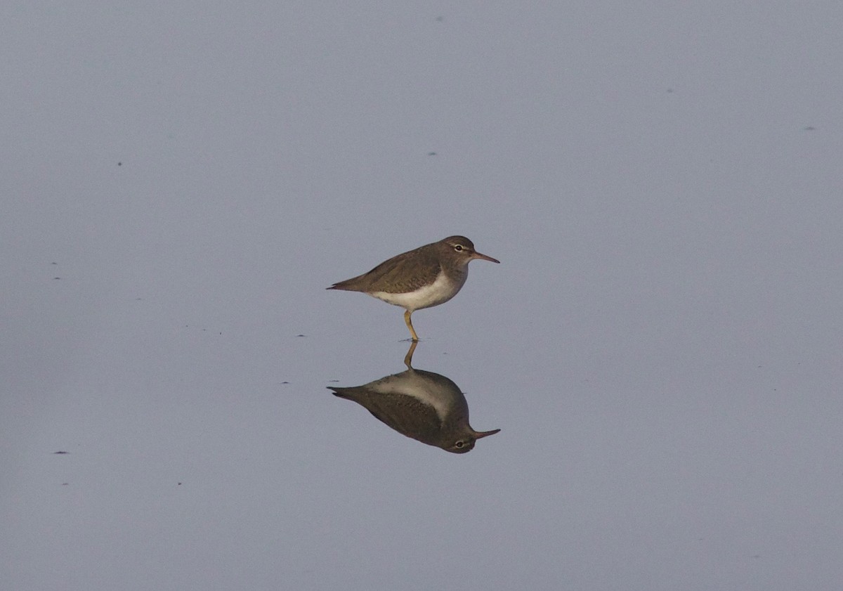 Spotted Sandpiper - Nora Papian