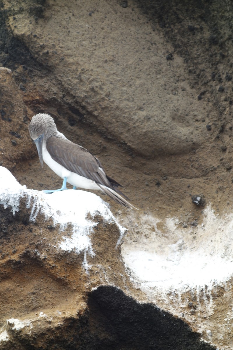 Blue-footed Booby - Warren Grody