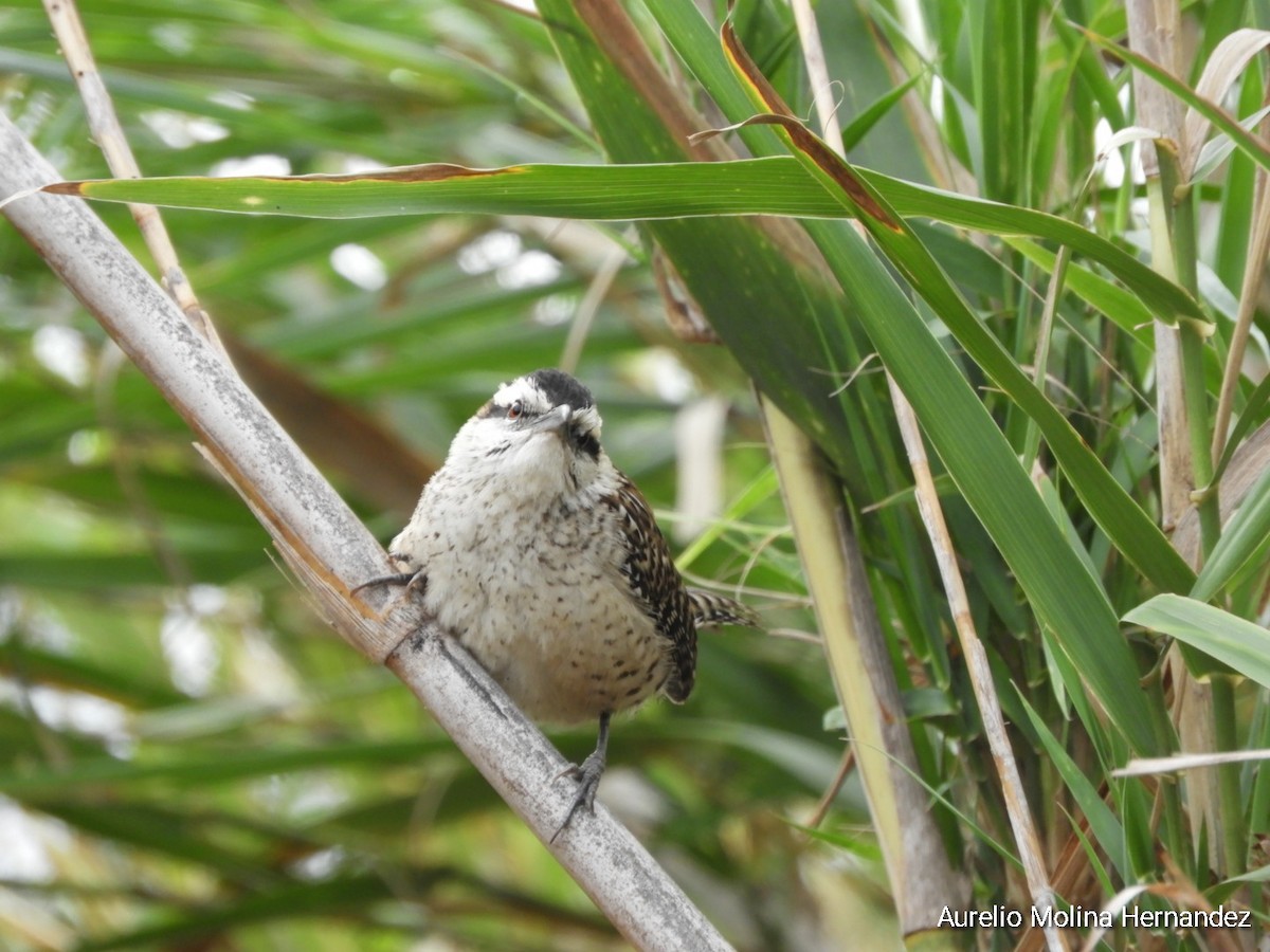 Rufous-naped Wren (Veracruz) - ML612855430