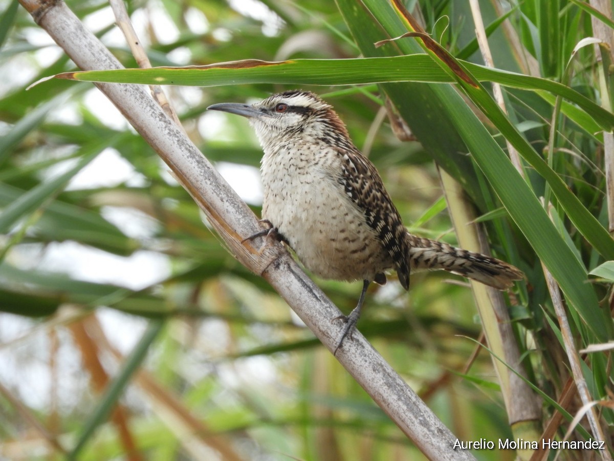 Rufous-naped Wren (Veracruz) - ML612855434