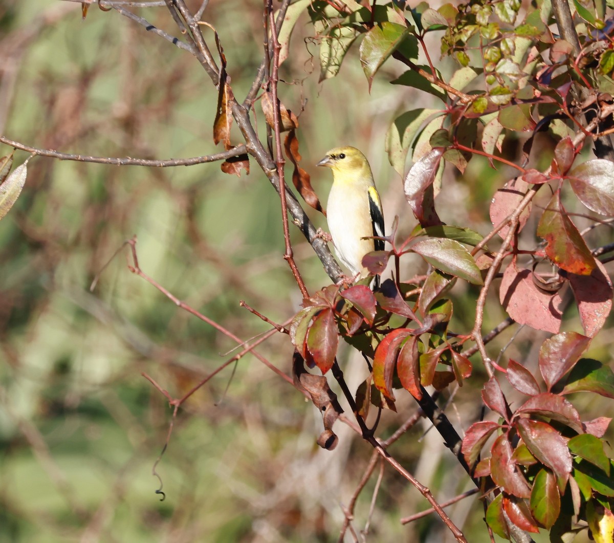 Chardonneret jaune - ML612855523