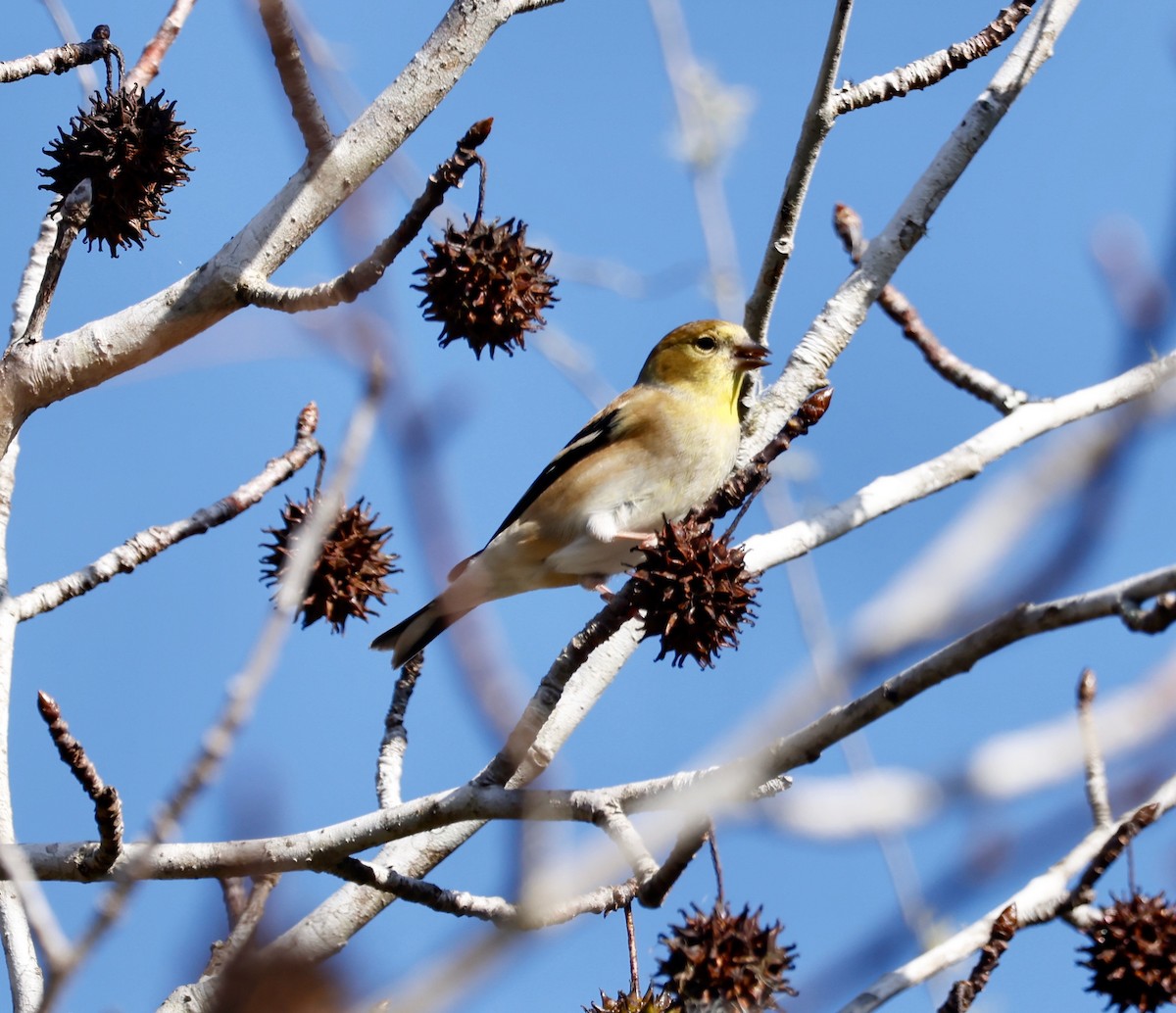 American Goldfinch - ML612855525