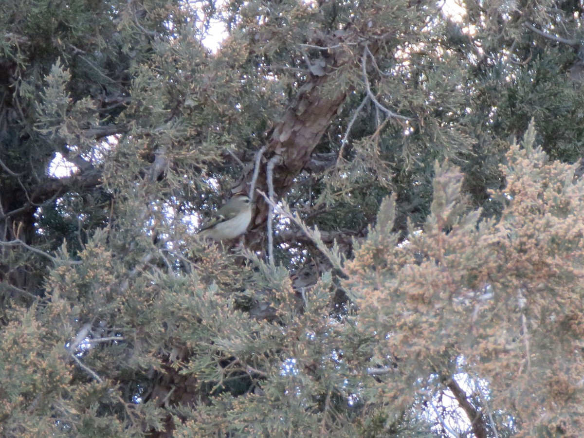 Roitelet à couronne dorée - ML612855526