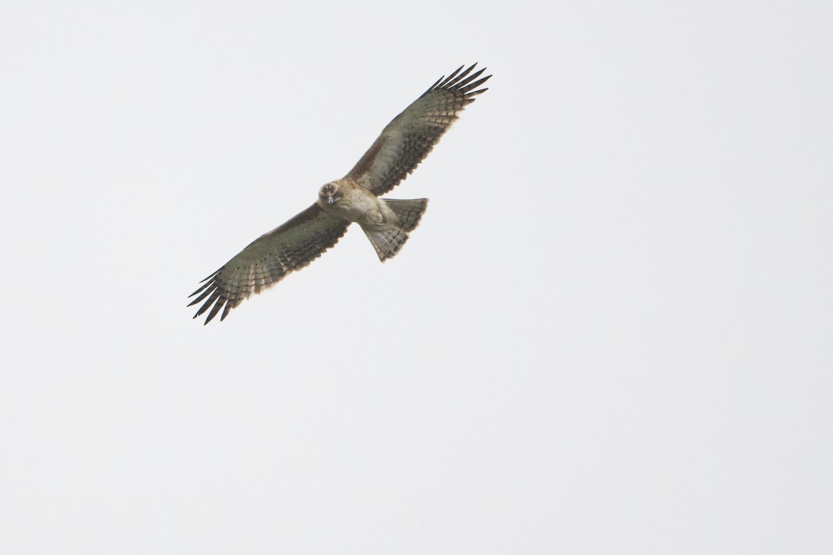 Águila Chica - ML612855530