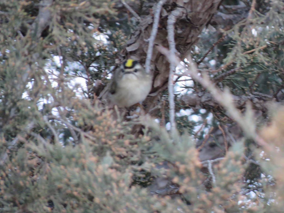 Golden-crowned Kinglet - ML612855539