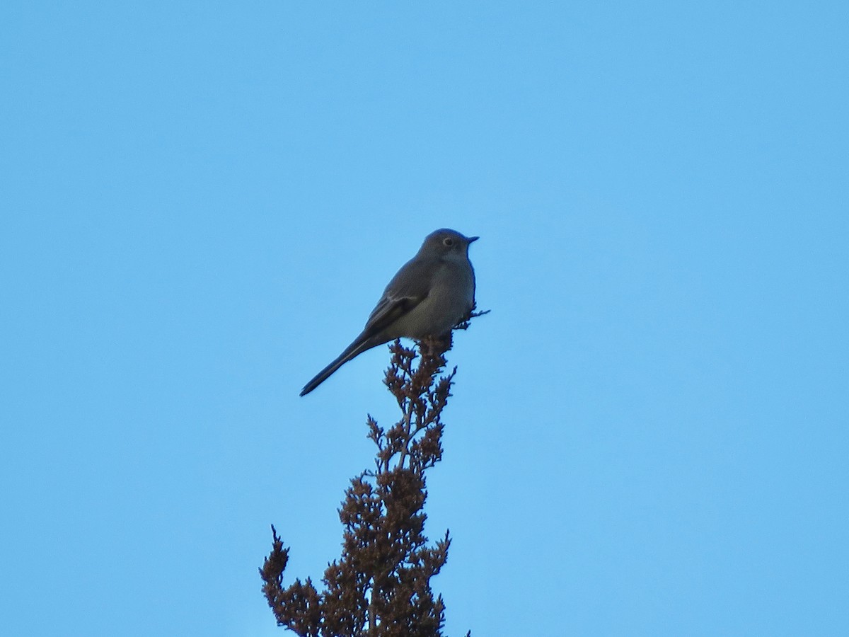 Townsend's Solitaire - ML612855565