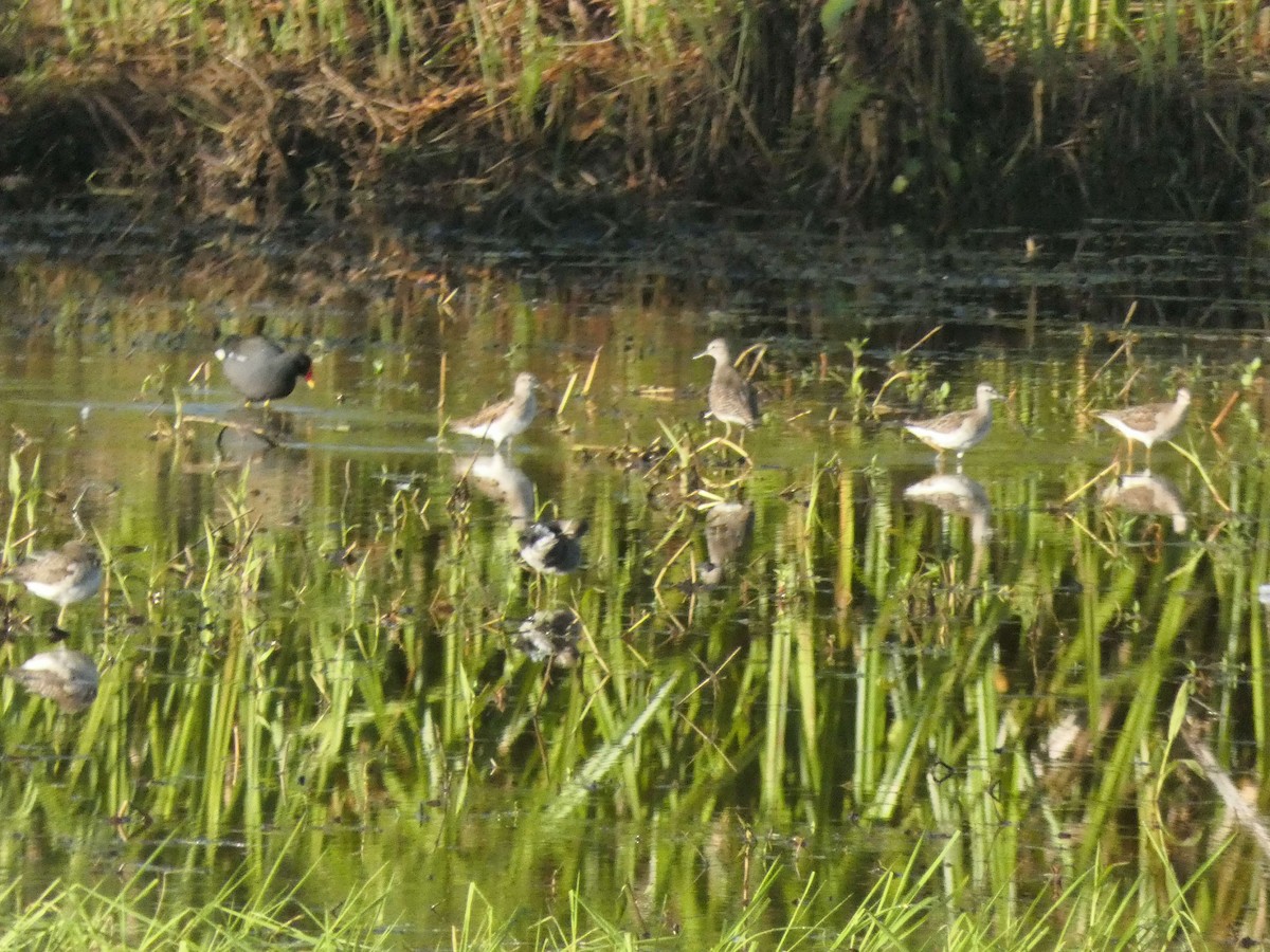 Wood Sandpiper - ML612855581