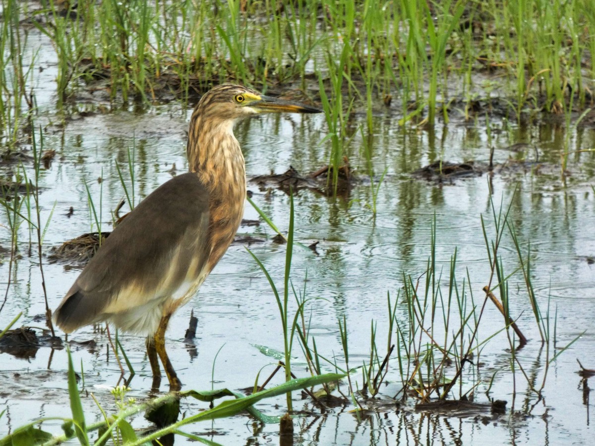 Javan Pond-Heron - Gregory Laude