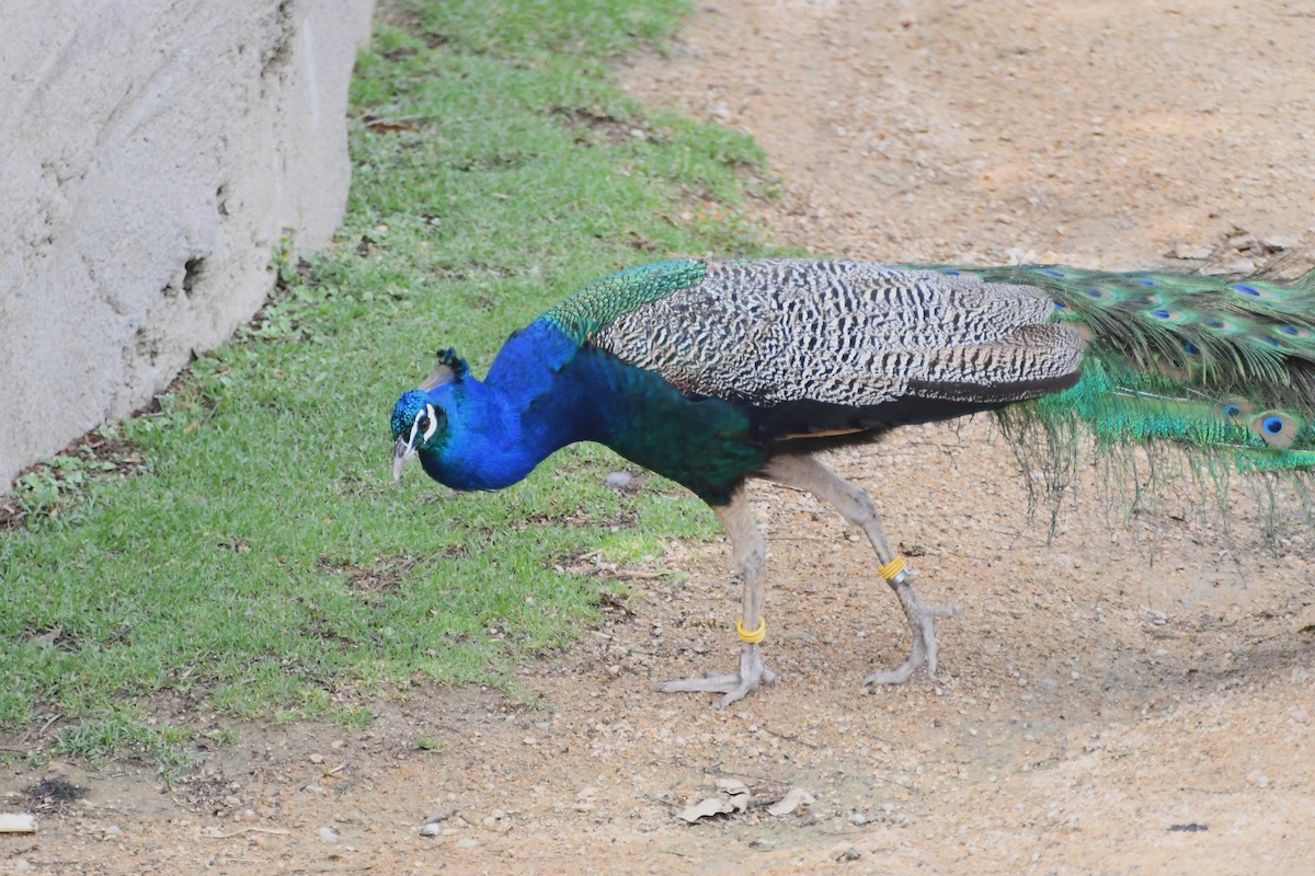 Indian Peafowl (Domestic type) - ML612855669