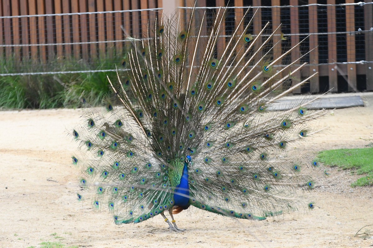 Indian Peafowl (Domestic type) - ML612855709
