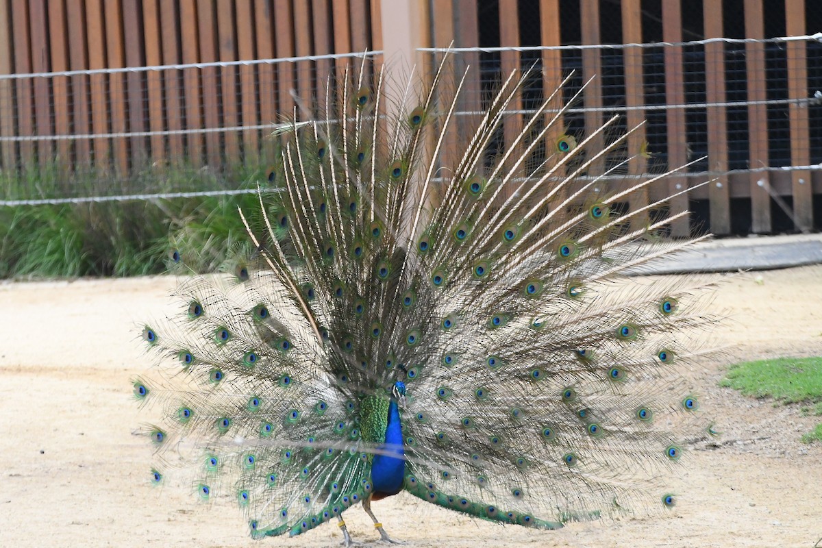 Indian Peafowl (Domestic type) - ML612855715