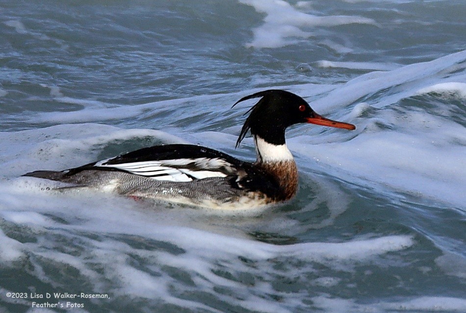 Red-breasted Merganser - ML612855743