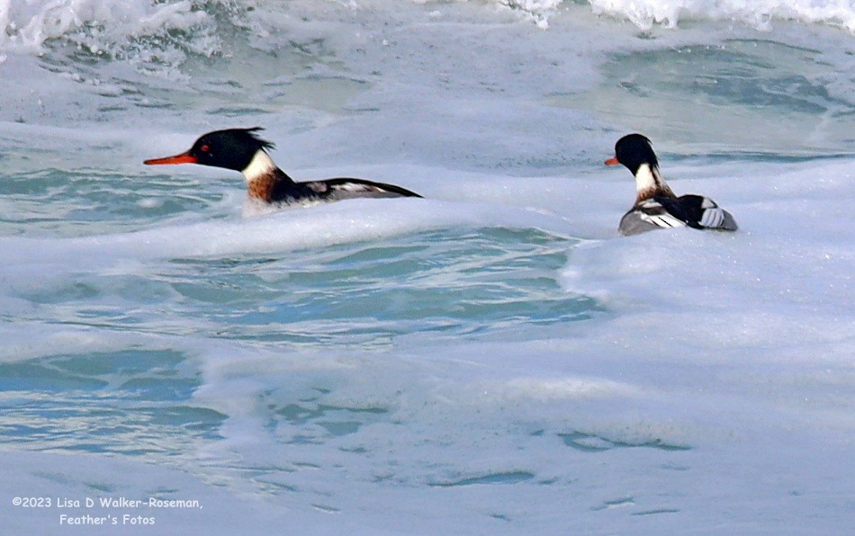 Red-breasted Merganser - ML612855744