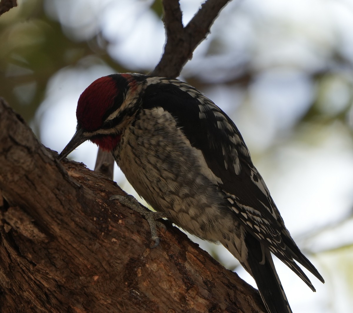 Red-naped Sapsucker - John Rhoades