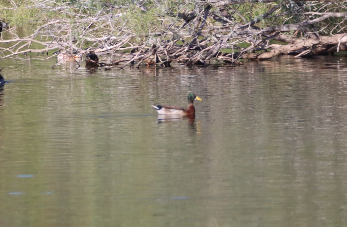 Mallard (Domestic type) - Anne Jacobs