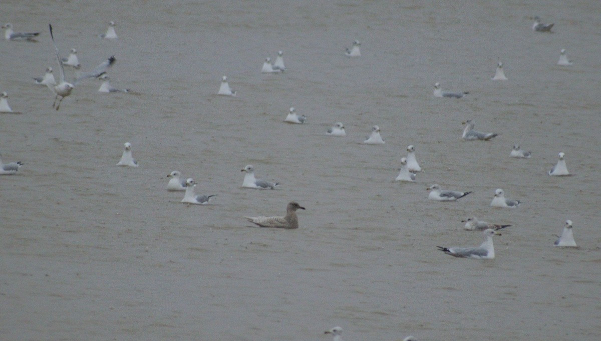 Iceland Gull - ML612855798