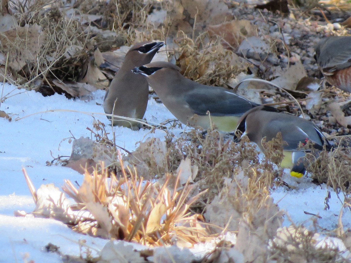 Cedar Waxwing - ML612855833